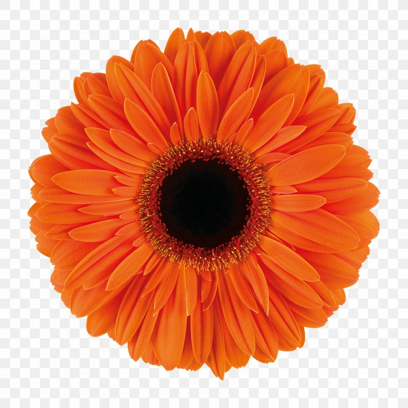 Paper Orange S.A. Adhesive Tape Masking Tape Plastic, PNG, 1772x1772px, Paper, Adhesive, Adhesive Tape, Cut Flowers, Daisy Family Download Free