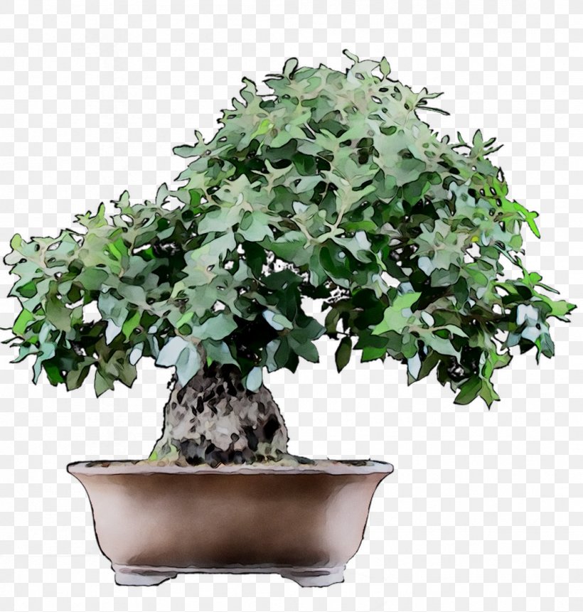 Chinese Sweet Plum Tree, PNG, 1052x1105px, Chinese Sweet Plum, Bonsai, Flower, Flowering Plant, Flowerpot Download Free