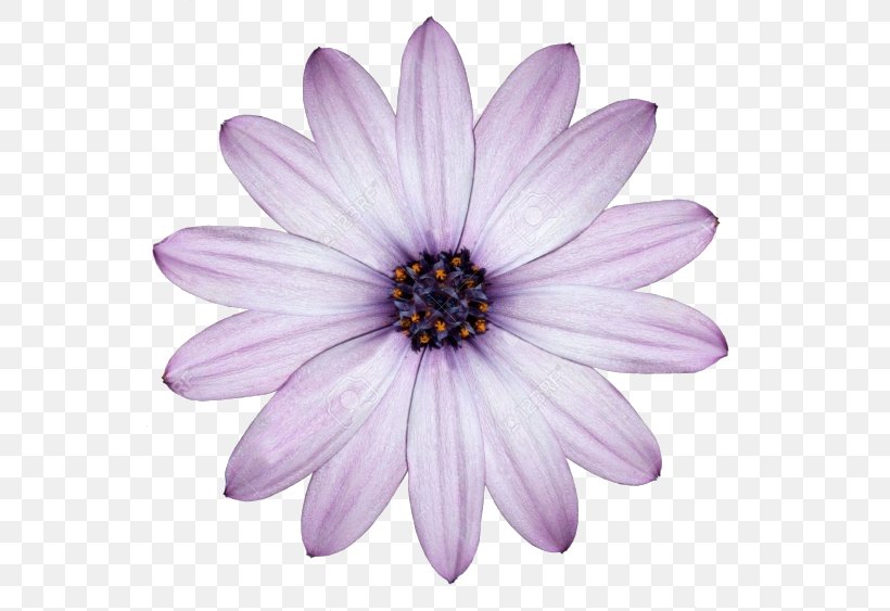 Flower Desktop Wallpaper Common Daisy Purple White, PNG, 550x563px, Flower, Annual Plant, Aster, Birth Flower, Blue Download Free
