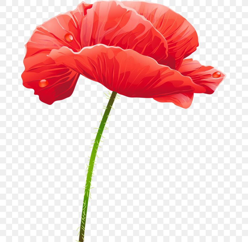 Flower Red, PNG, 679x800px, Flower, Computer Graphics, Coquelicot, Cut Flowers, Flowering Plant Download Free