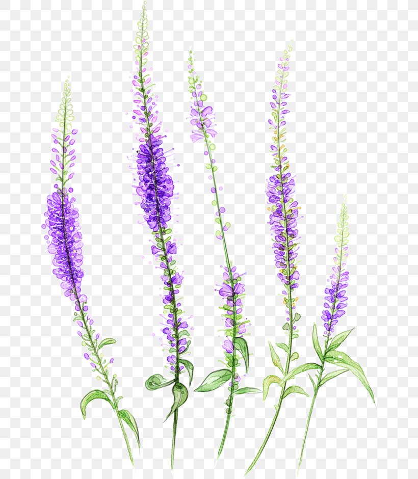 Lavender, PNG, 658x940px, Lavender, Creative Work, Designer, Flower, Flowering Plant Download Free