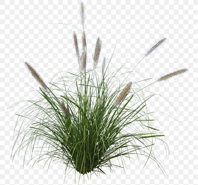 Pennisetum Alopecuroides Ornamental Grass Purple Fountain Grass Japanese Forest Grass, PNG, 768x764px, Pennisetum Alopecuroides, Chrysopogon Zizanioides, Commodity, Fountain Grass, Fountaingrasses Download Free