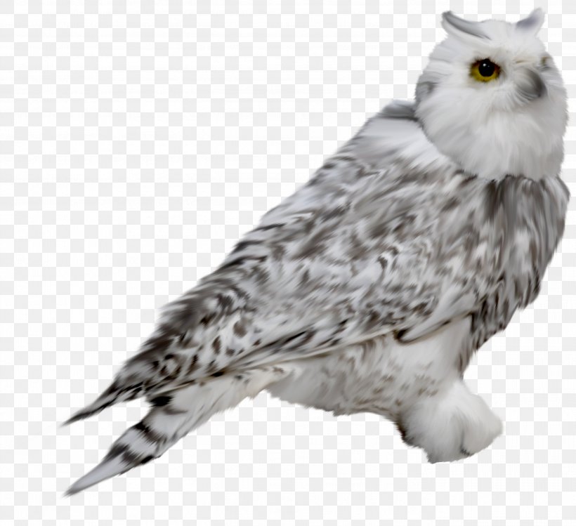 Snowy Owl Drawing Clip Art, PNG, 2738x2503px, Owl, Animal, Athene, Beak, Bird Download Free