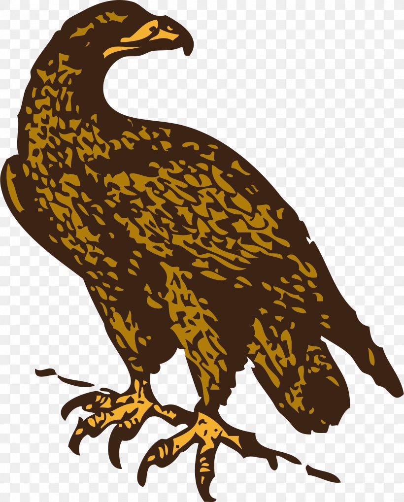 Bald Eagle Golden Eagle Clip Art, PNG, 1930x2400px, Bald Eagle, Beak, Bird, Bird Of Prey, Eagle Download Free