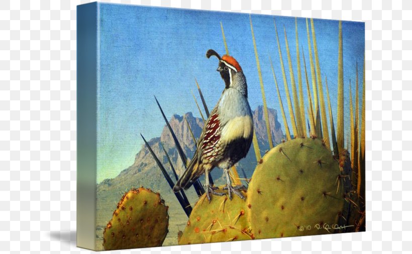 Bird Quail Galliformes Beak Fauna, PNG, 650x506px, Bird, Advertising, Art, Beak, Canvas Download Free