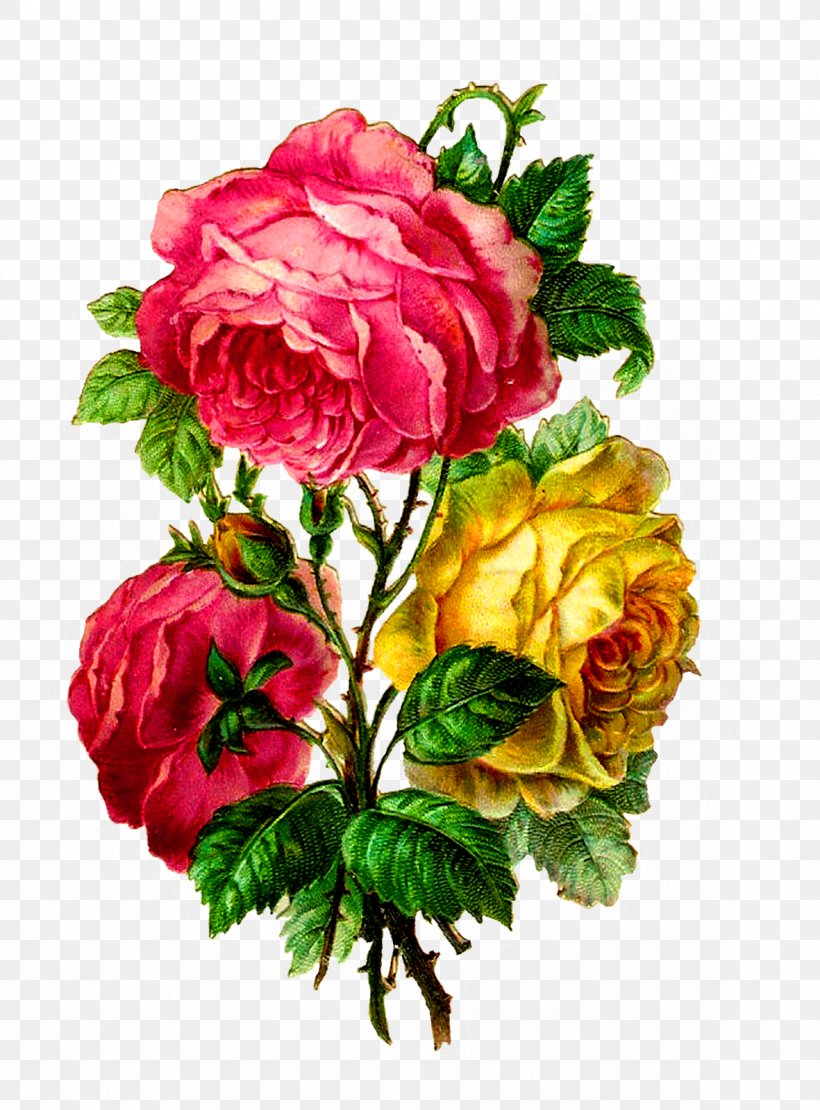 Centifolia Roses Paper Flower Bouquet Cut Flowers, PNG, 1181x1600px, Centifolia Roses, Annual Plant, Artificial Flower, Begonia, Camellia Download Free