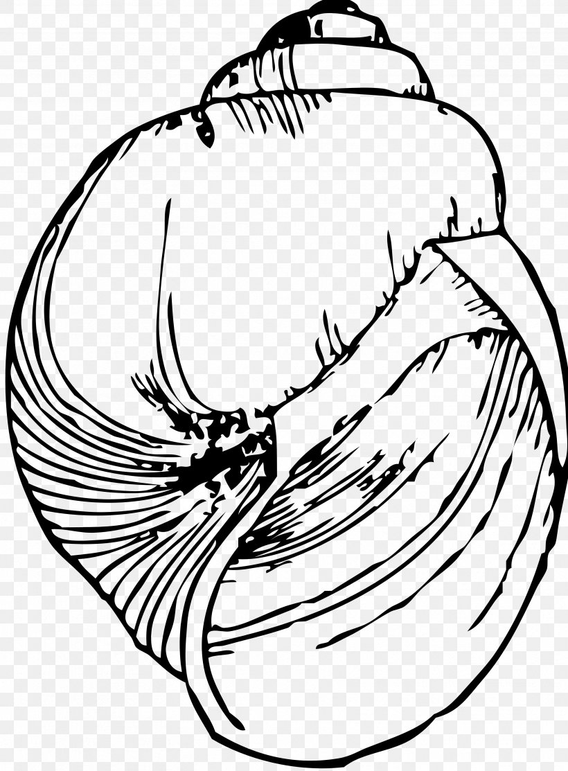 Drawing Seashell Line Art Gastropod Shell Clip Art, PNG, 3333x4524px, Drawing, Art, Artwork, Beak, Bird Download Free