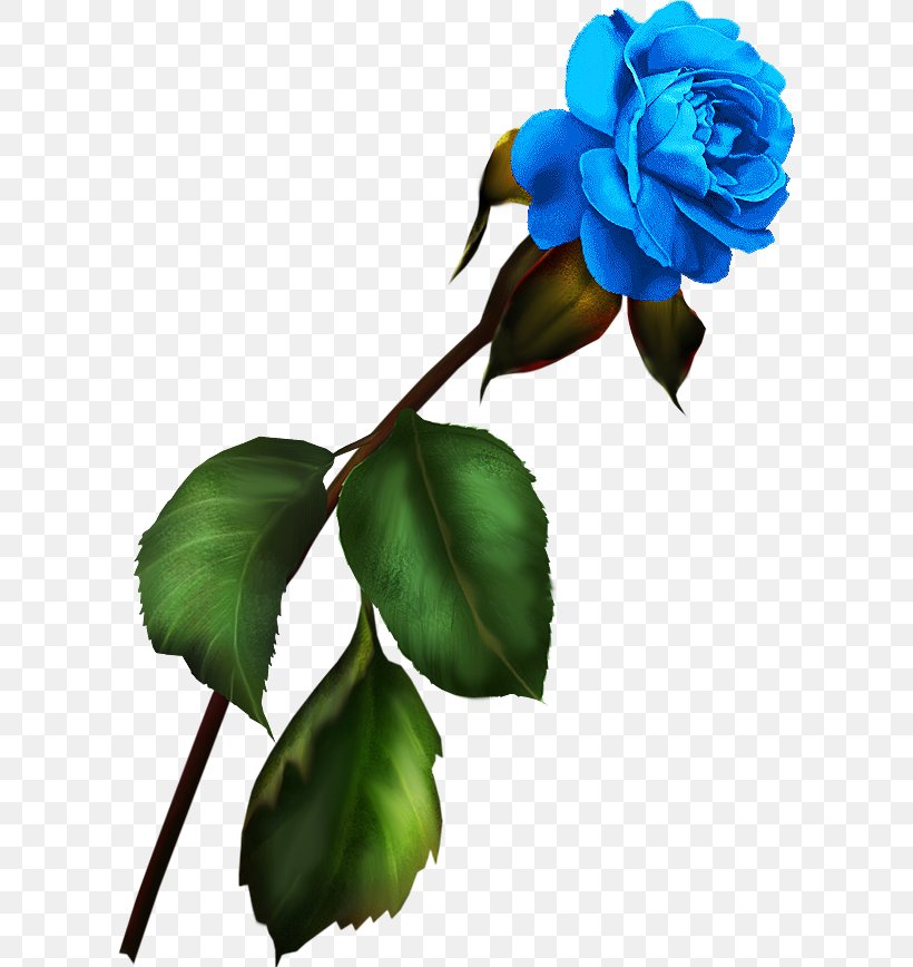 Garden Roses Blue Rose Flower Clip Art, PNG, 609x868px, Garden Roses, Blue, Blue Rose, Branch, Drawing Download Free