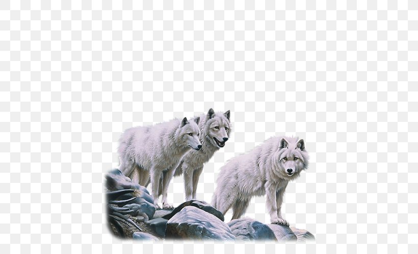 Alaskan Tundra Wolf Dog Arctic Wolf Red Deer Pack, PNG, 500x500px, Alaskan Tundra Wolf, Animal, Apex Predator, Arctic Wolf, Canis Download Free