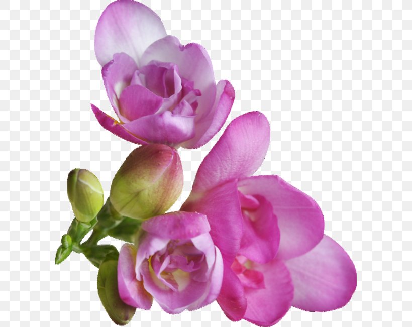Flower Petal Clip Art, PNG, 600x651px, Flower, Color, Cut Flowers, Designer, Flowering Plant Download Free
