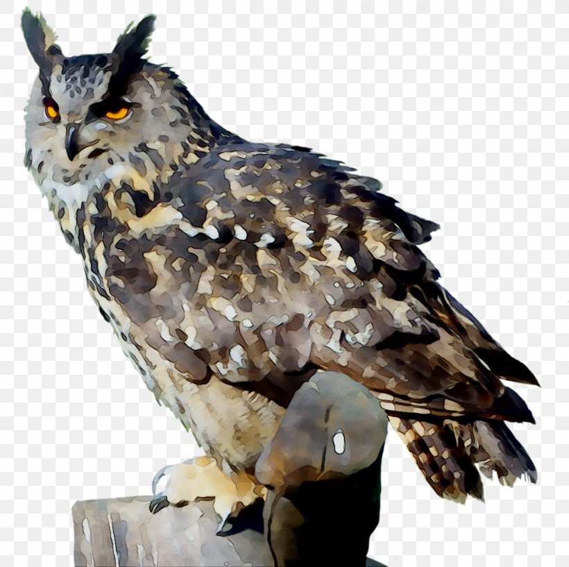 Owl Hawk Common Buzzard Fauna, PNG, 1259x1255px, Owl, Accipitridae, Accipitriformes, Beak, Bird Download Free
