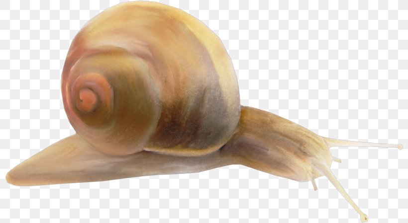 Pond Snails Schnecken Sea Snail, PNG, 800x449px, Pond Snails, Escargot, Invertebrate, Lymnaeidae, Molluscs Download Free