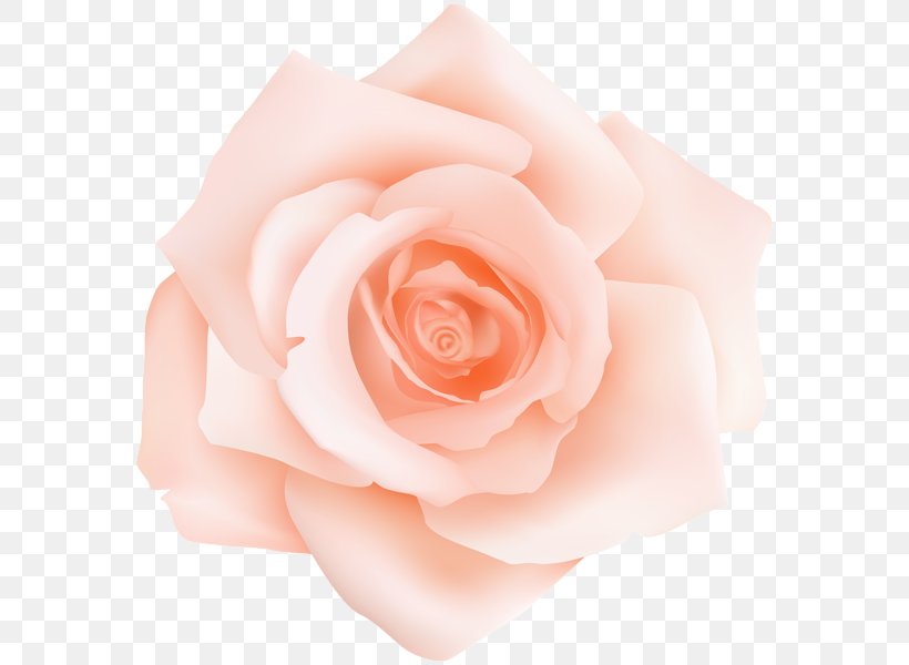Garden Roses Centifolia Roses Floribunda Peach Clip Art, PNG, 580x600px, Garden Roses, Blue Rose, Centifolia Roses, Close Up, Color Download Free