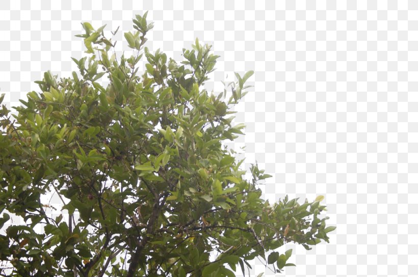 Shrub Leaf Sky Plc Branching, PNG, 1024x680px, Shrub, Branch, Branching, Evergreen, Leaf Download Free