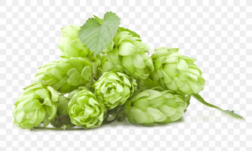 Beer Brewing Grains & Malts India Pale Ale Hops Brewery, PNG, 1664x1002px, Beer, Amarillo Hops, Beer Brewing Grains Malts, Beer Style, Brewery Download Free