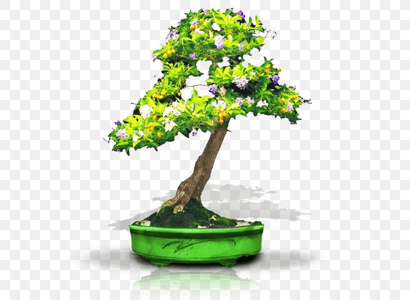 Chinese Sweet Plum Seed Bonsai Thicket Tree, PNG, 600x600px, Chinese Sweet Plum, Azalea, Bonsai, Cottonwood, Cultivo Download Free