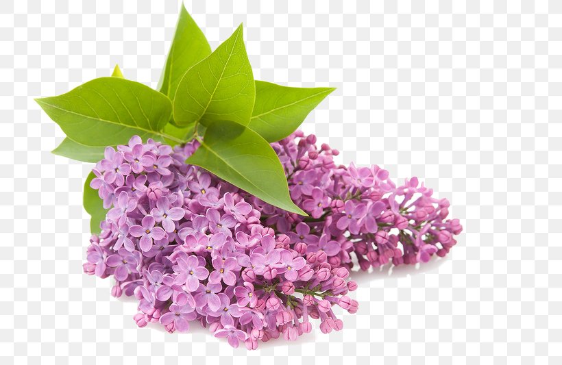 Clip Art Openclipart Common Lilac Flower, PNG, 800x533px, Lilac, Common Lilac, Computer, Flower, Purple Download Free