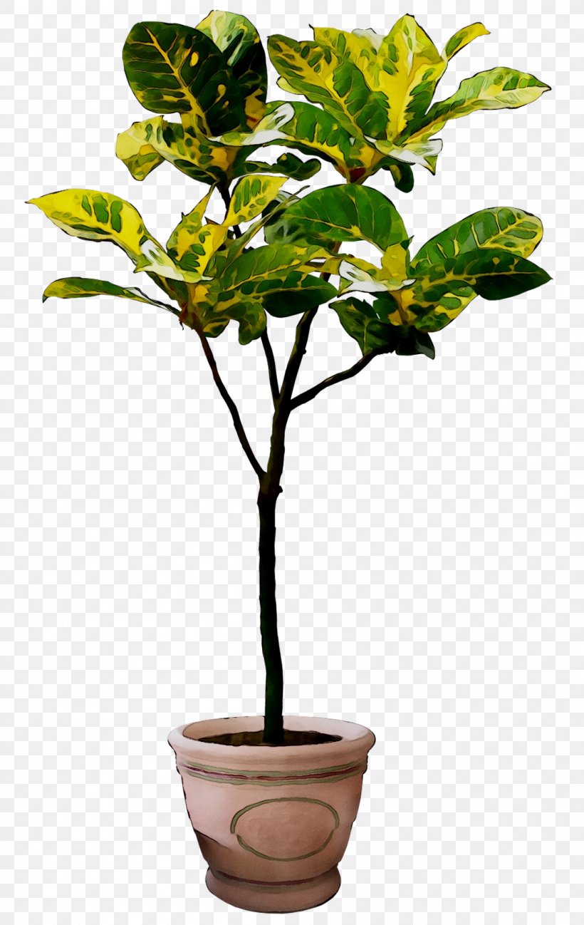 Flowerpot Houseplant Plant Stem Branching Plants, PNG, 1103x1747px, Flowerpot, Branching, Flower, Flowering Plant, Houseplant Download Free