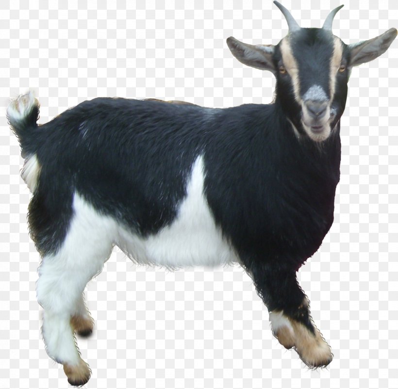 Goat Sheep, PNG, 1649x1613px, Goat, Cow Goat Family, Goat Antelope, Goats, Image File Formats Download Free
