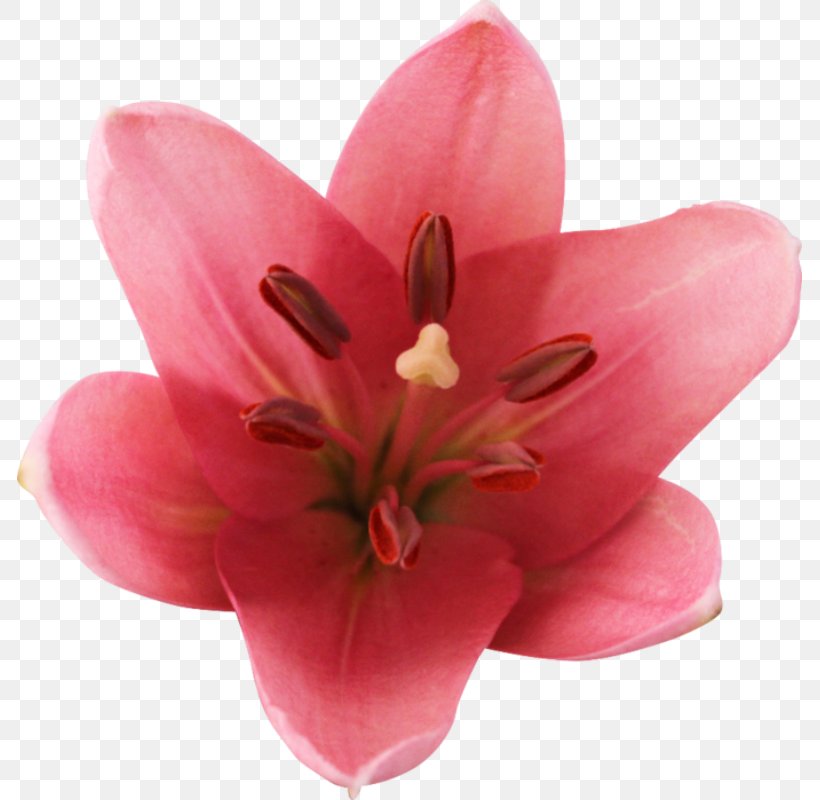 Lilium Cut Flowers Blog Email, PNG, 785x800px, Lilium, Blog, Cut Flowers, Diary, Email Download Free