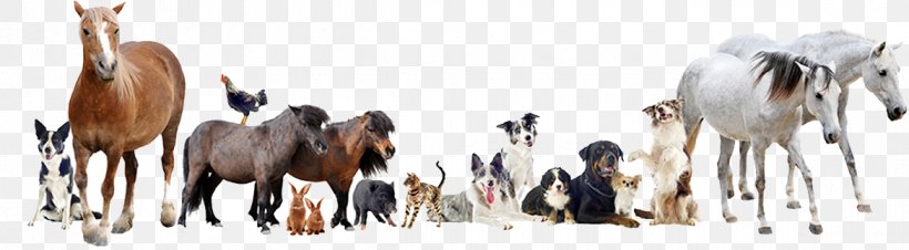 Veterinarian Dog Cat Horse Pet, PNG, 1170x323px, Veterinarian, Animal, Animal Shelter, Animal Welfare, Cat Download Free