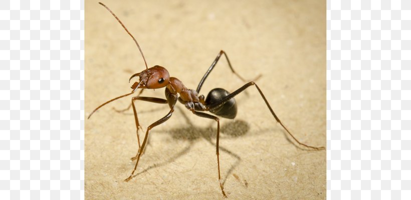 Cataglyphis Bullet Ant Insect All About Ants Walking, PNG, 600x400px, Cataglyphis, Animal, Ant, Ant And The Grasshopper, Arthropod Download Free