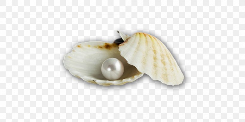 Cockle Pearl Seashell Molluscs, PNG, 1000x500px, Cockle, Clam, Clams Oysters Mussels And Scallops, Designer, Food Download Free