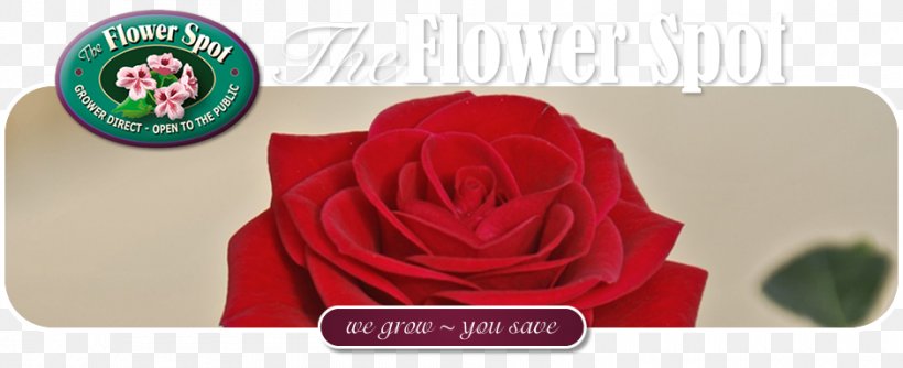 Garden Roses Cut Flowers Petal, PNG, 940x384px, Garden Roses, Cut Flowers, Flower, Garden, Gift Download Free