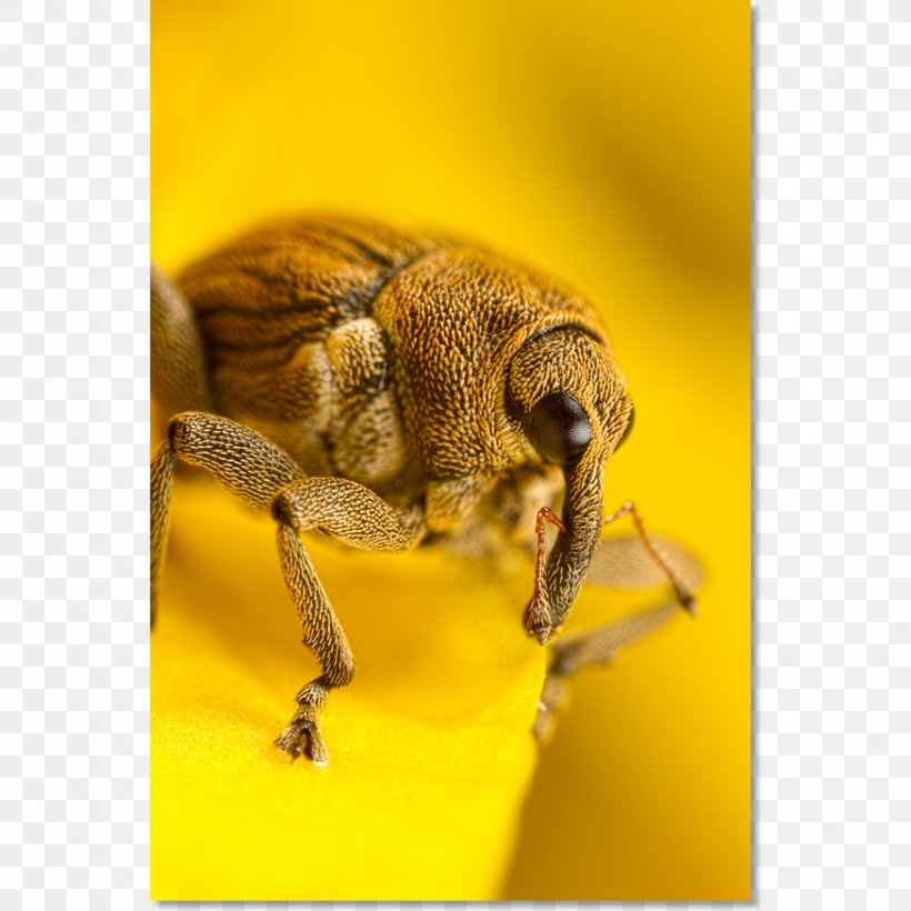 Honey Bee Weevil Beetle Photography, PNG, 875x875px, Honey Bee, Arthropod, Bee, Beetle, Close Up Download Free