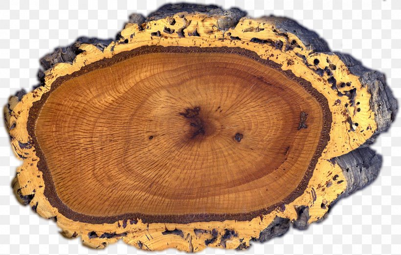 Quercus Suber Peloritani Cork Bark Quercus Ilex, PNG, 1200x765px, Quercus Suber, Bark, Cork, Cross Section, English Oak Download Free