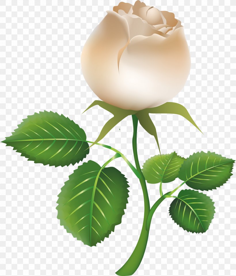 Rose White Clip Art, PNG, 3312x3886px, Rose, Color, Flower, Flowering Plant, Petal Download Free