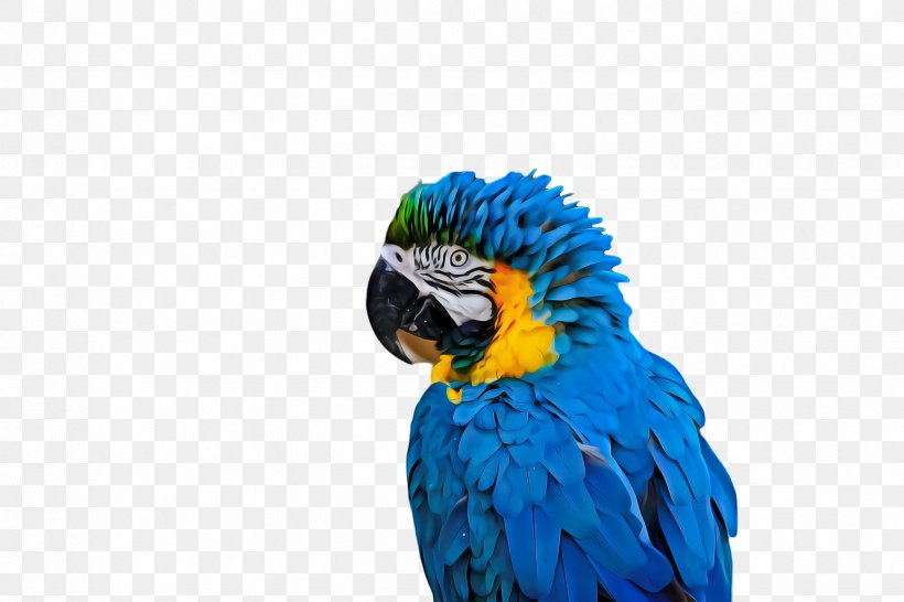 Bird Parrot, PNG, 2448x1632px, Macaw, Beak, Bird, Blue, Budgie Download Free