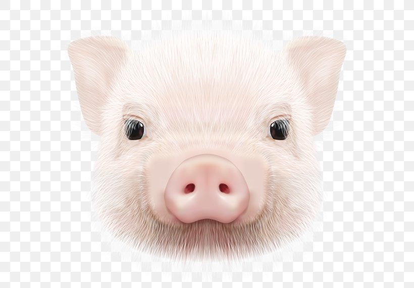 Domestic Pig Image Clip Art, PNG, 600x572px, 2018, 2019, Domestic Pig, Animal, Art Download Free