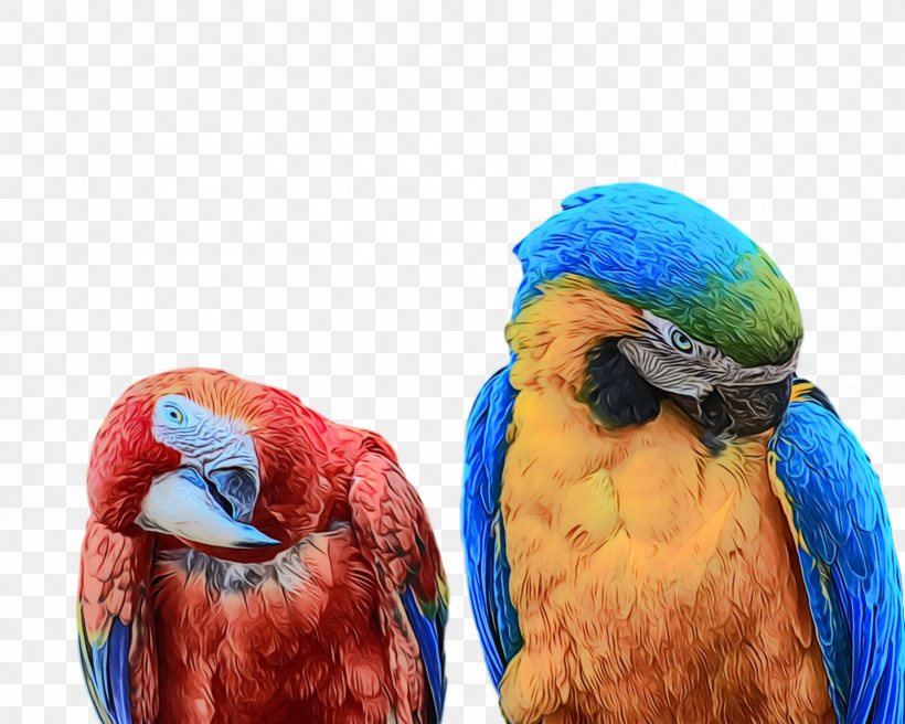 Feather, PNG, 1800x1440px, Watercolor, Beak, Feather, Macaw, Paint Download Free