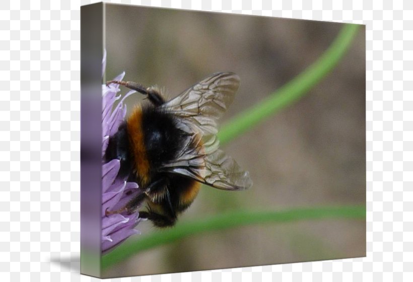 Honey Bee Bumblebee Nectar, PNG, 650x560px, Honey Bee, Arthropod, Bee, Bumblebee, Honey Download Free