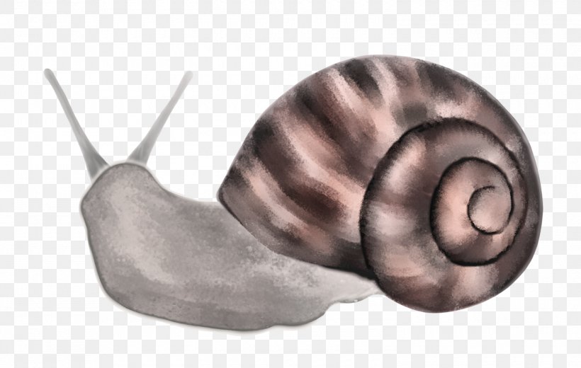 Snail Nautilida Ear Close-up, PNG, 1500x952px, Snail, Closeup, Ear, Invertebrate, Molluscs Download Free