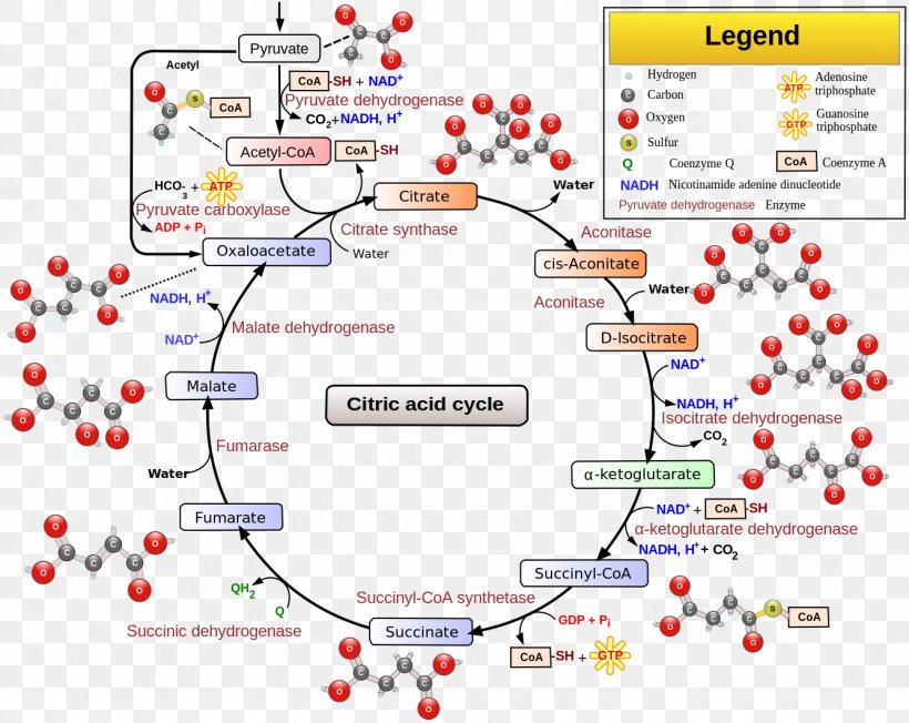 Citric Acid Cycle Cellular Respiration Metabolic Pathway Acetyl-CoA, PNG, 1335x1062px, Citric Acid Cycle, Acetylcoa, Adenosine Triphosphate, Aerobic Organism, Area Download Free