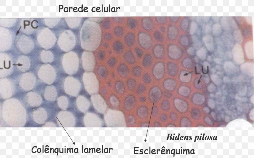 Collenchima Tissue Plant Esclerénquima Pletivo, PNG, 1360x847px, Tissue, Biology, Blackjack, Cell, Cell Wall Download Free