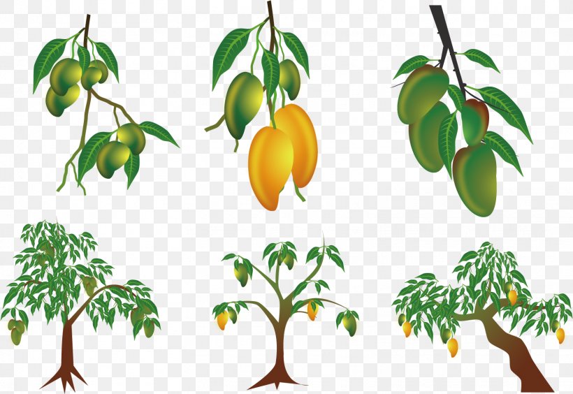Family Tree Background, PNG, 1565x1078px, Mango, Branch, Citrus, Ebony Trees And Persimmons, Flower Download Free