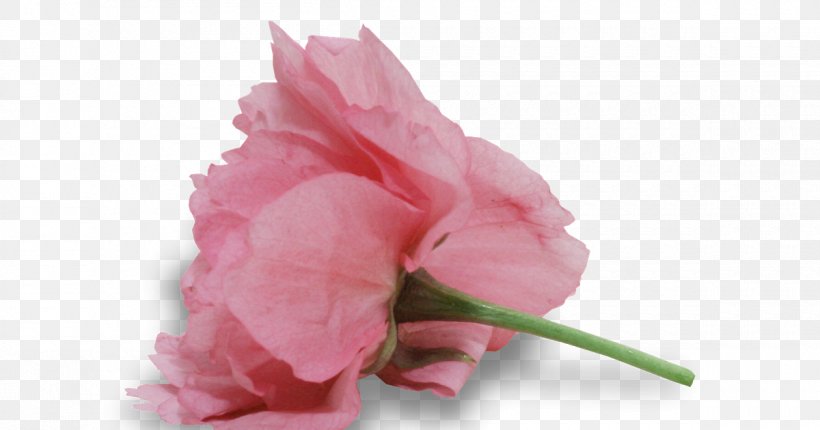 Garden Roses Cabbage Rose Cut Flowers Petal Plant Stem, PNG, 1200x630px, Garden Roses, Cabbage Rose, Closeup, Cut Flowers, Flower Download Free