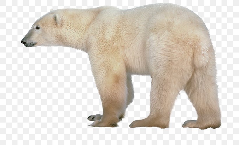 Polar Bear American Black Bear Clip Art, PNG, 780x497px, Polar Bear, American Black Bear, Bear, Carnivoran, Fauna Download Free
