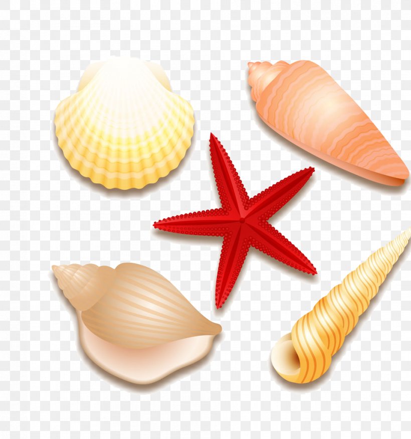 Seashell Euclidean Vector Starfish Molluscs, PNG, 958x1024px, Seashell, Conchology, Great Scallop, Molluscs, Orange Download Free
