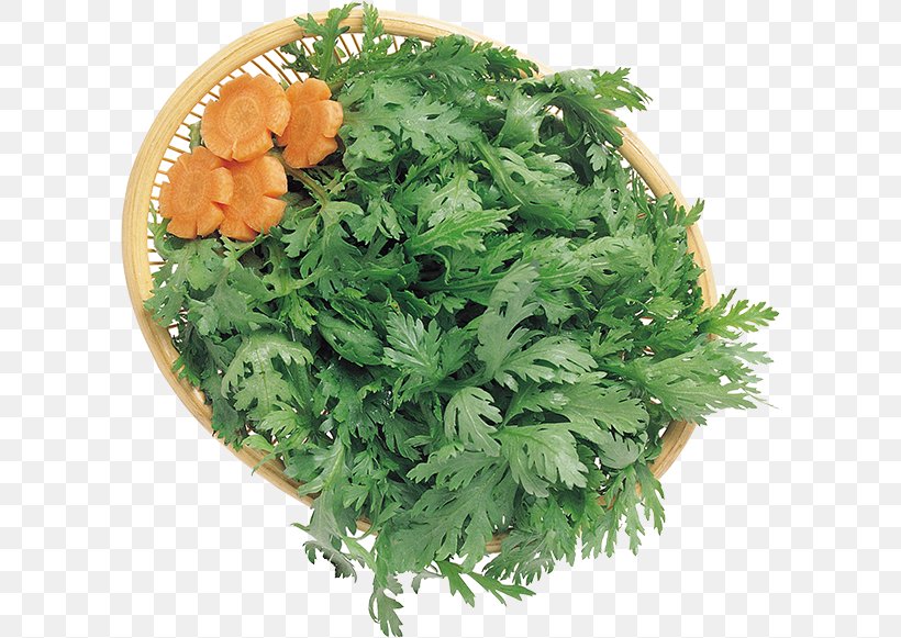 Coriander Parsley Vegetarian Cuisine Herb Clip Art, PNG, 600x581px, Coriander, Carrot, Chicory, Endive, Food Download Free