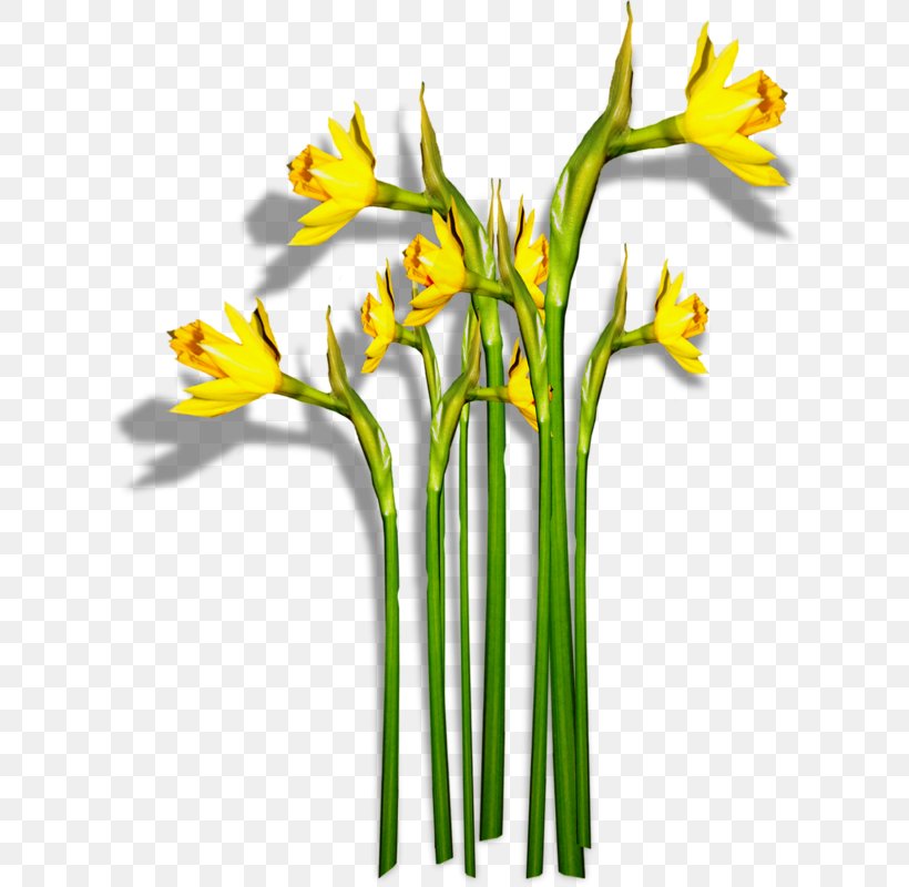 Daffodil Flower Narcissus Clip Art, PNG, 626x800px, Daffodil, Amaryllis Family, Cut Flowers, Flora, Floristry Download Free