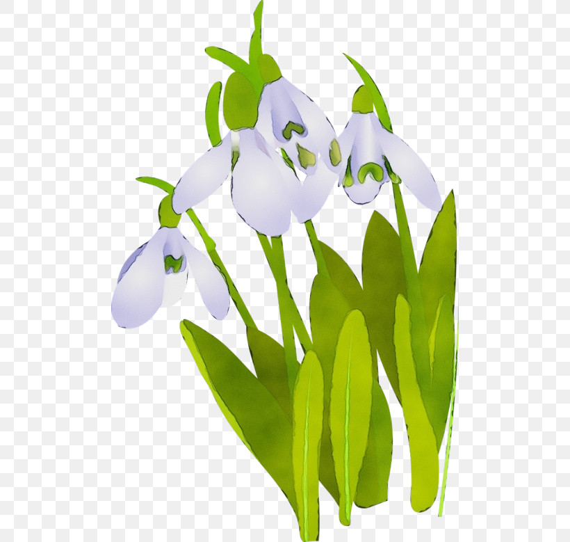 Flower Galanthus Snowdrop Plant Petal, PNG, 500x779px, Watercolor, Flower, Galanthus, Paint, Petal Download Free