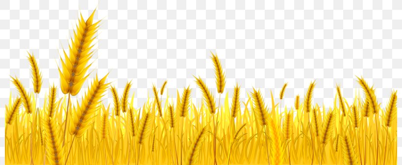 Wheat Farmer Clip Art, PNG, 800x337px, Wheat, Agriculture, Barley, Cereal, Cereal Germ Download Free