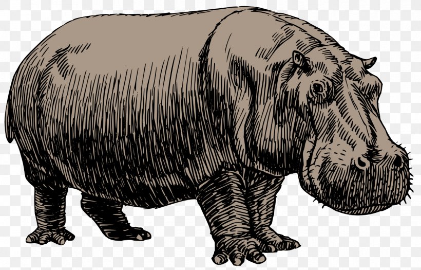 Hippopotamus Drawing Sketch, PNG, 1290x827px, Hippopotamus, Art, Bear, Carnivoran, Cartoon Download Free