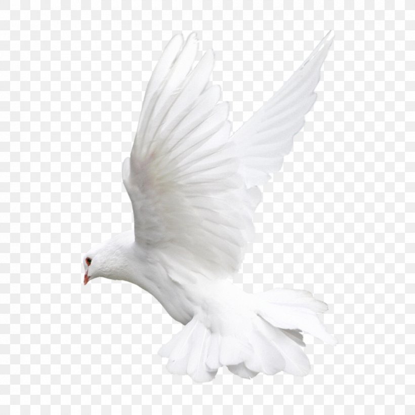 Rock Dove Columbidae Bird Clip Art, PNG, 1080x1080px, Rock Dove, Albom, Beak, Bird, Bird Of Prey Download Free