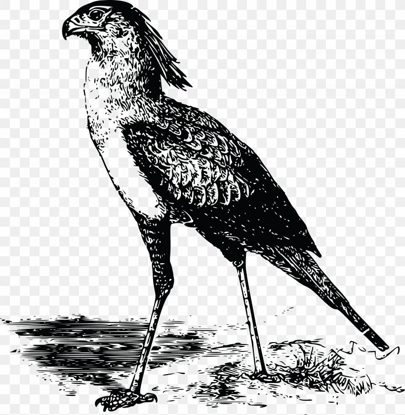 Secretarybird Hawk Secretarybird Clip Art, PNG, 4000x4109px, Bird, Beak, Bird Of Prey, Black And White, Drawing Download Free