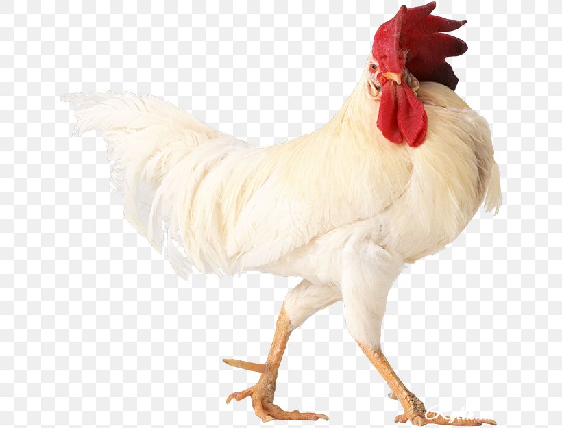 Chicken Rooster Erde-Hahn Egg Chinese Zodiac, PNG, 650x625px, Chicken, Beak, Bird, Chicken Egg, Chinese Zodiac Download Free